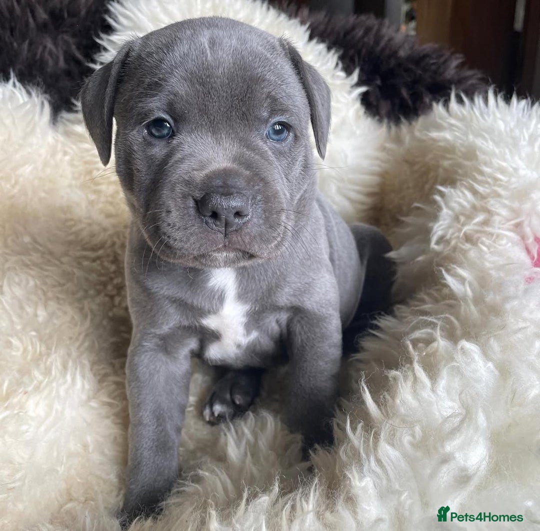 Staffordshire Bull Terrier dogs for sale: Perfect Pure Staffordshire Bull Terrier Puppies - Image 6