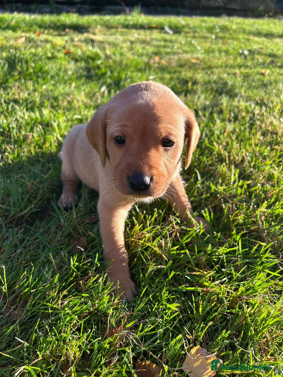 Labrador Retriever dogs for sale: Fox Red Labrador Puppies for Sale - Advert 23