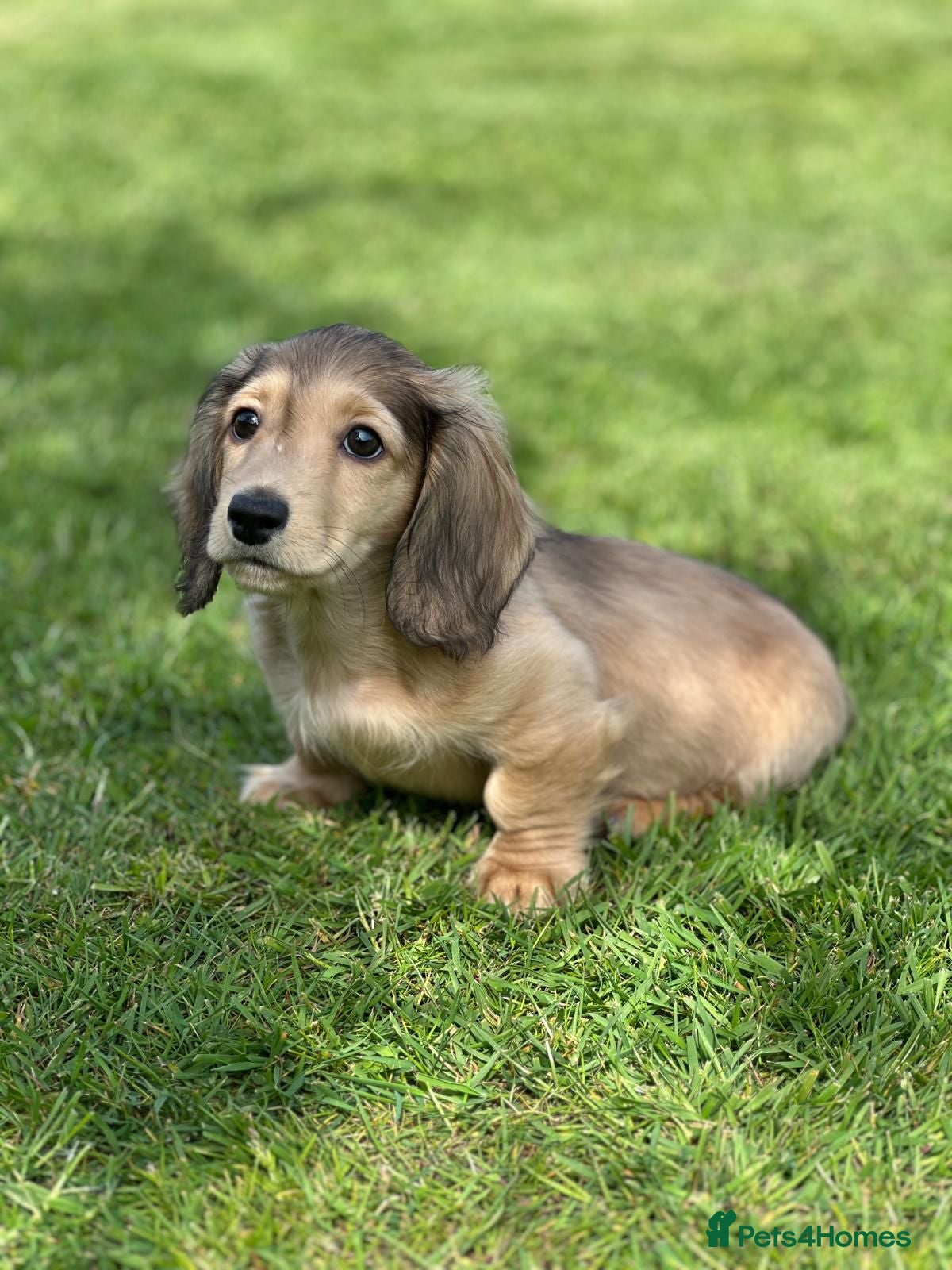 Miniature Dachshund dogs Mini longhaired shaded cream dachshund  - Advert 2