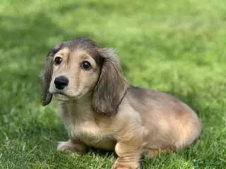 Miniature Dachshund dogs Mini longhaired shaded cream dachshund - Advert 2