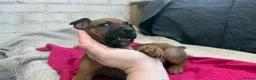 Mixed Breed dogs for sale: German Shepherd mix puppies  in Swansea - Advert 14