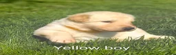 German Shepherd dogs for sale: Gorgeous German Shepherd pups for sale - Advert 24