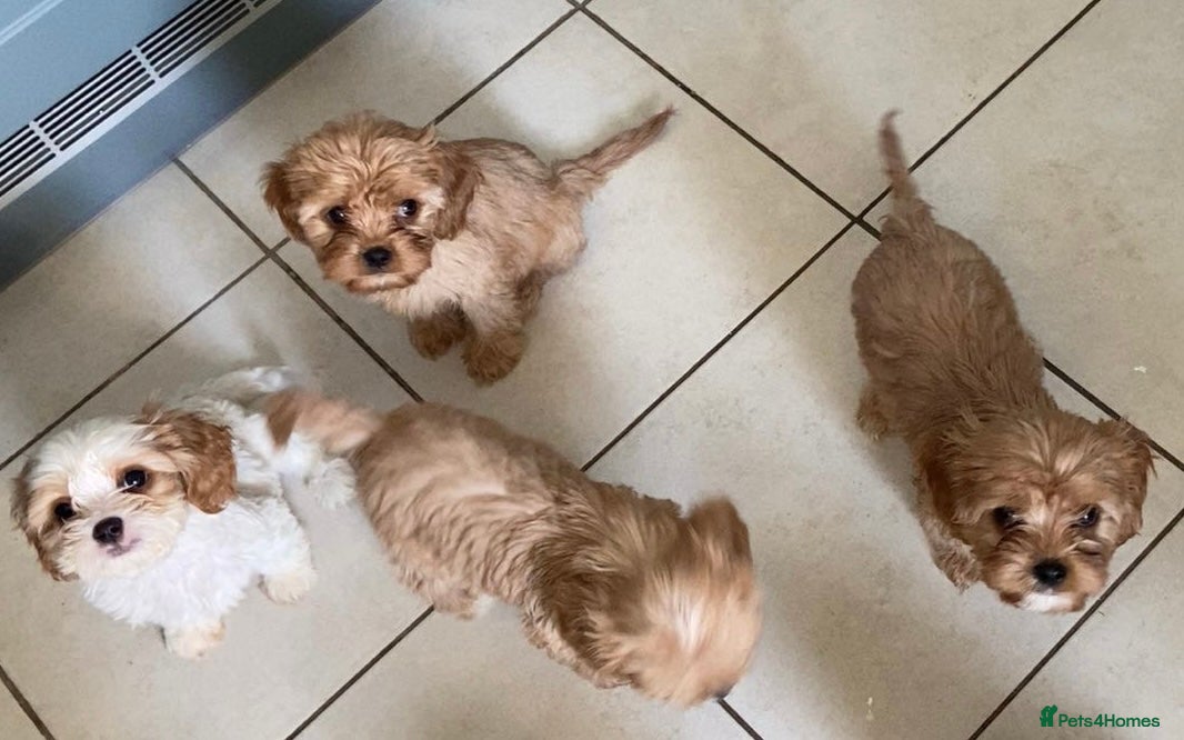 Cavachon dogs 6 beautiful cavachon puppies for sale - Advert 3