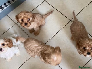 Cavachon dogs 6 beautiful cavachon puppies for sale - Advert 2