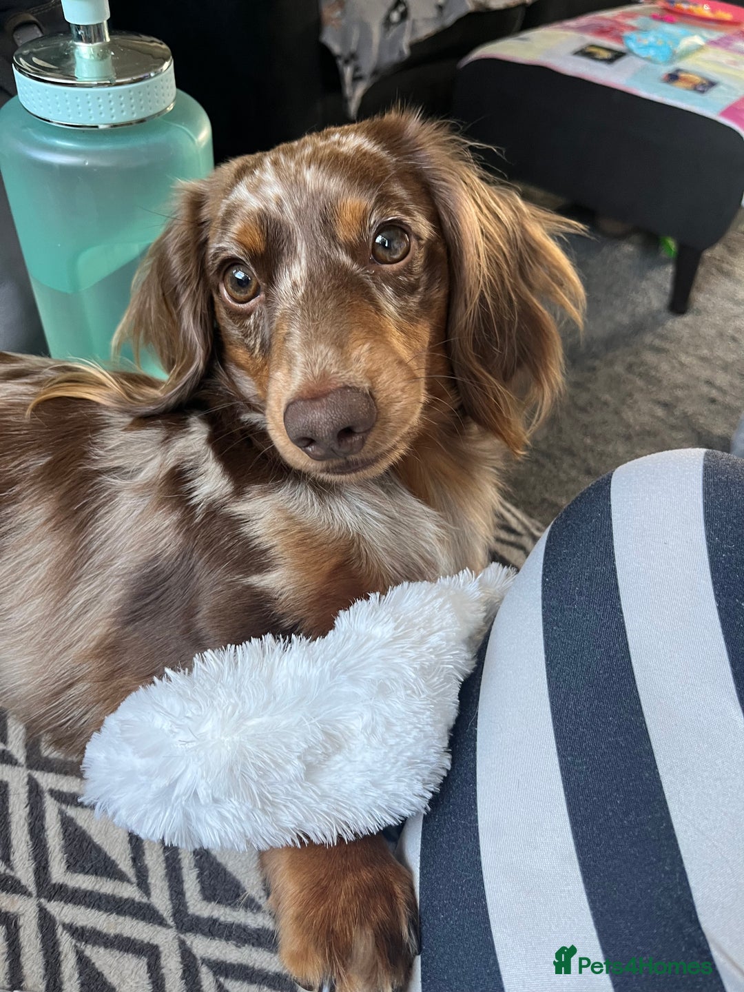 Miniature Dachshund dogs for stud: Meet Loki, miniature dachshund - Image 2