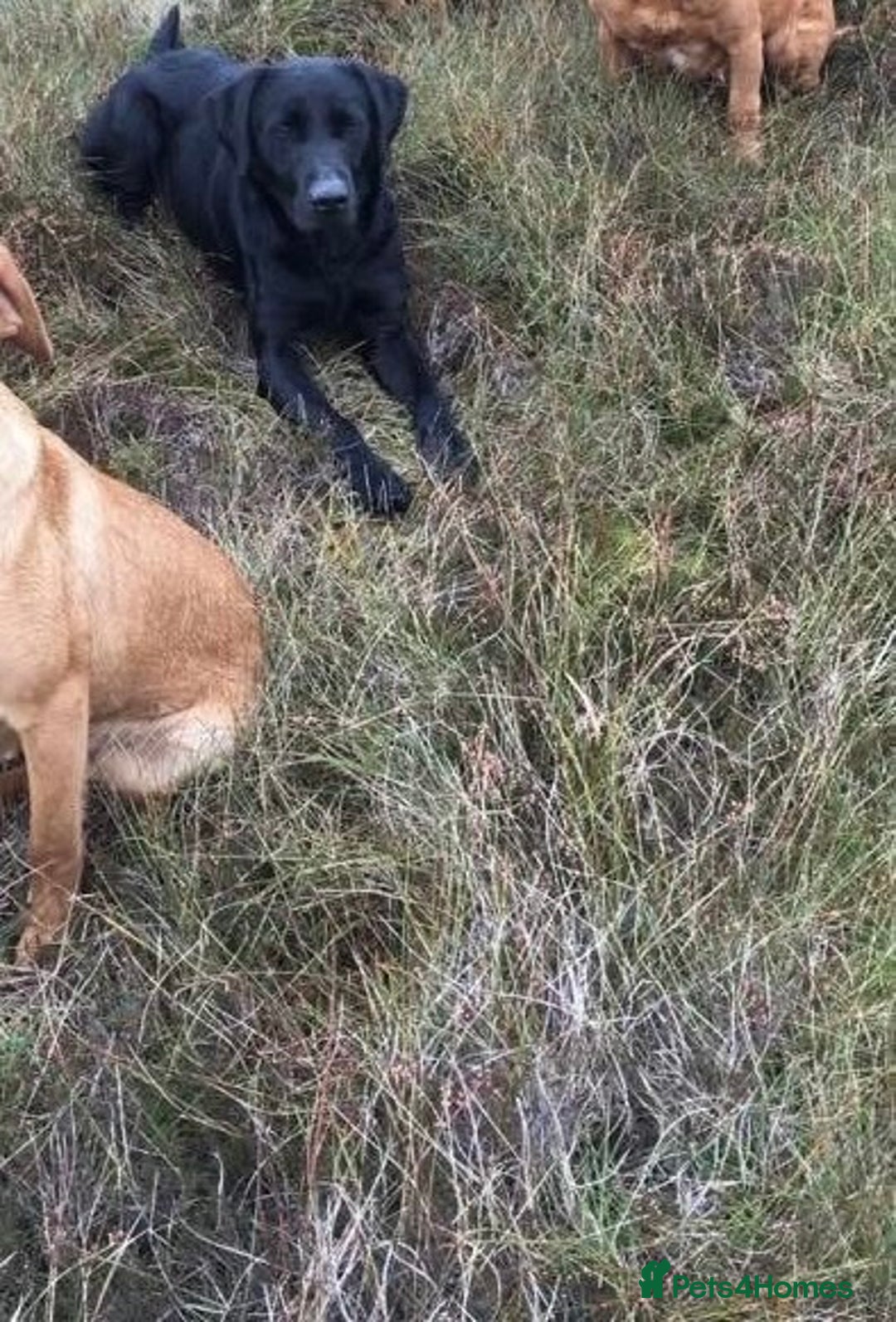 Borador dogs for sale: Collie x lab puppies - Image 11