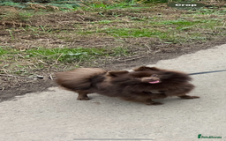 Pomeranian dogs for sale: Lavender/lilac/chocolate/tan pomeranians - Image 13