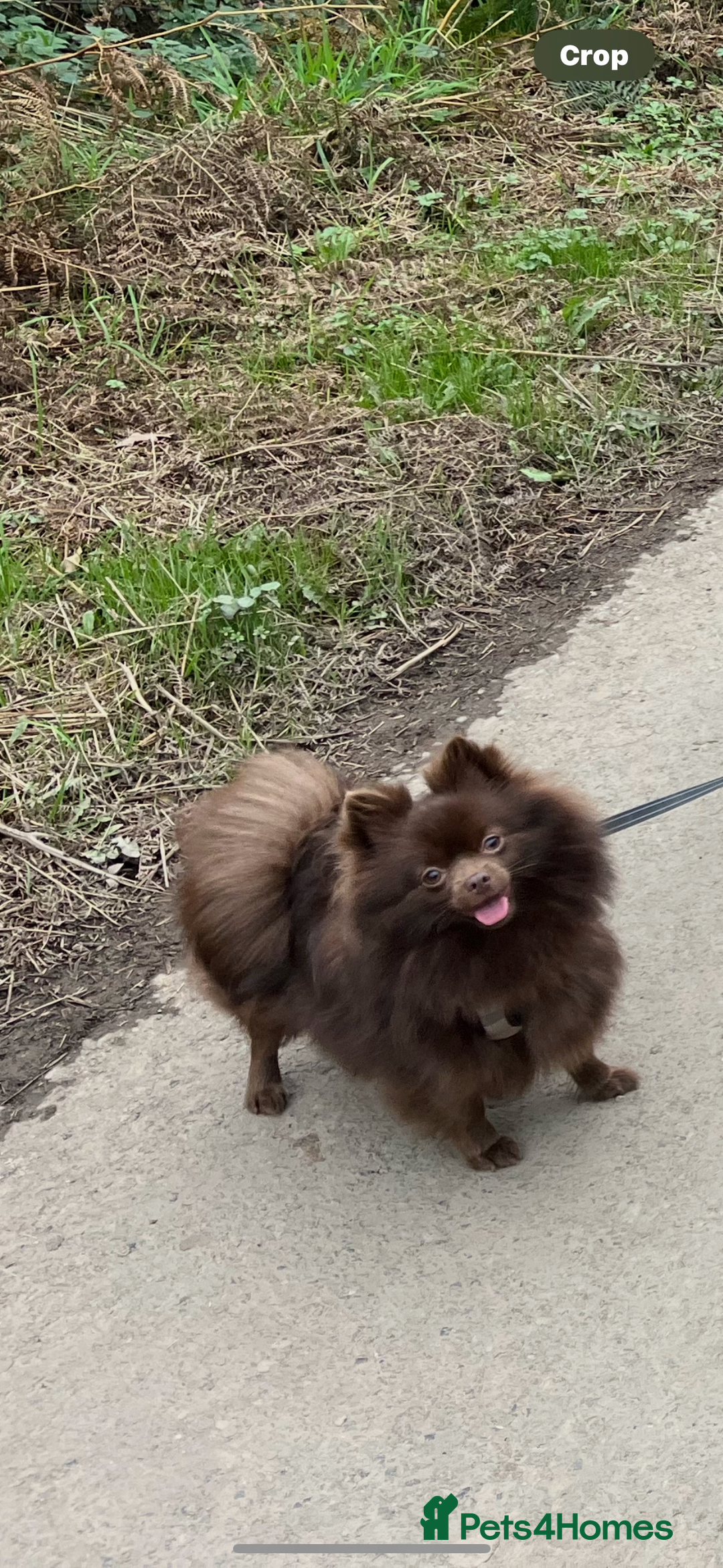 Pomeranian dogs for sale: Lavender/lilac/chocolate/tan pomeranians - Image 13