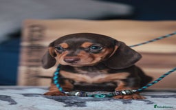Miniature Dachshund dogs for sale: KC CHOCOLATE MINIATURE DACHSHUNDS -5 STAR LICENSED - Image 4