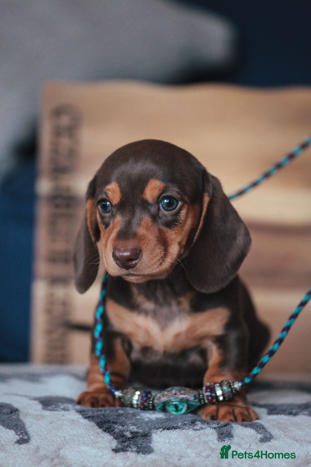 Miniature Dachshund dogs for sale: KC CHOCOLATE MINIATURE DACHSHUNDS -5 STAR LICENSED - Image 4