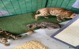 Bengal cats for sale: Health Tested TICA 🩷Bengal female kittens  - Image 21