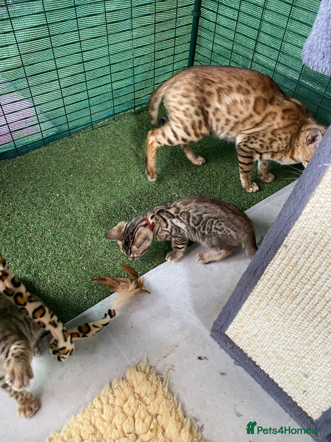 Bengal cats for sale: Health Tested TICA 🩷Bengal female kittens  - Image 21