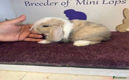 Mini Lop rabbits for sale: Beautiful litter of mixed mini lops  - Image 15
