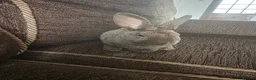 Mixed Breed rabbits for sale: Wee Rabbits in Ballymena - Advert 14