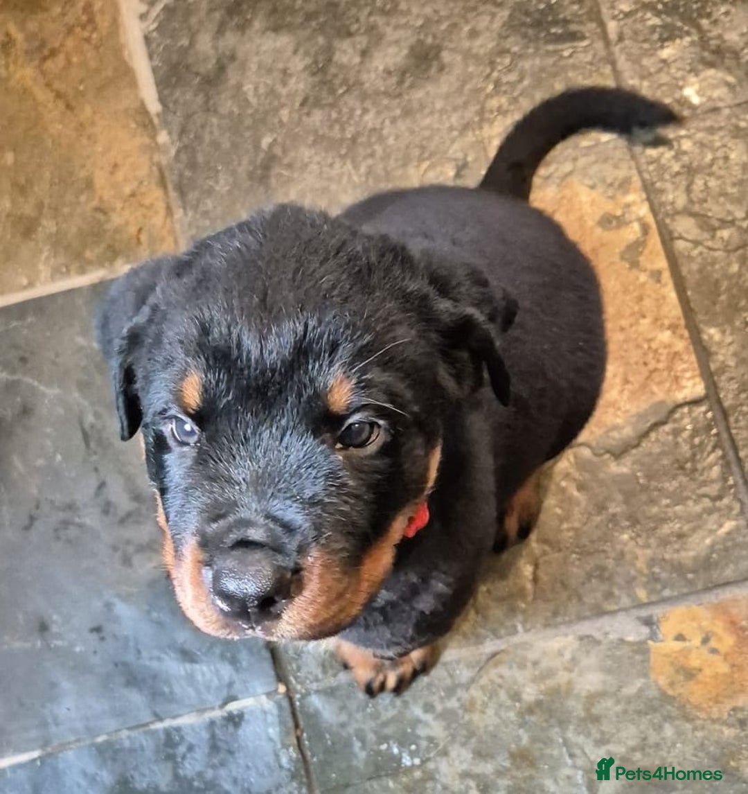 Rottweiler dogs for sale: Rottweiler Puppies in Great Yarmouth - Image 9