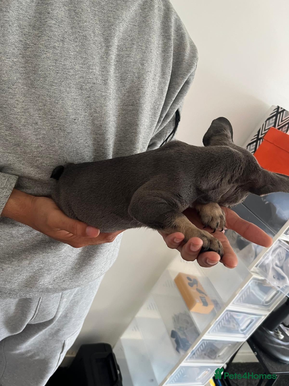 French Bulldog dogs for sale: French bulldogs for sale  - Advert 9