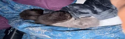 British Shorthair cats for sale: Exceptional BritishShorthair Kittens  - Advert 7