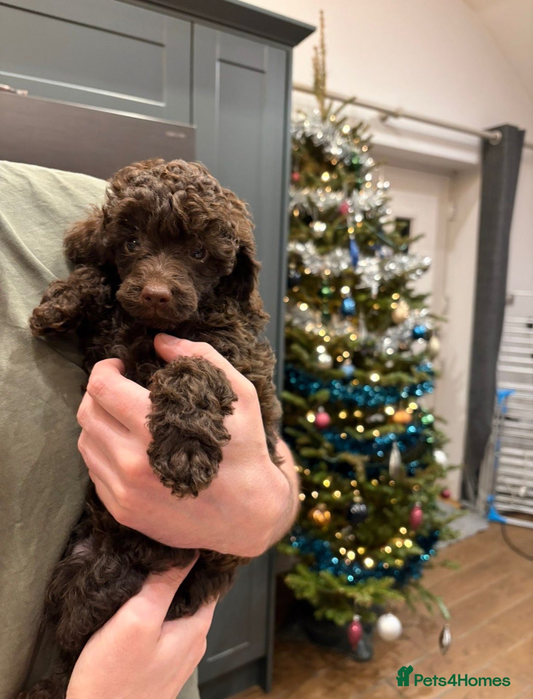 Miniature Poodle dogs for sale: 2 Boys left-KC Registered.Ready to leave next week - Advert 8