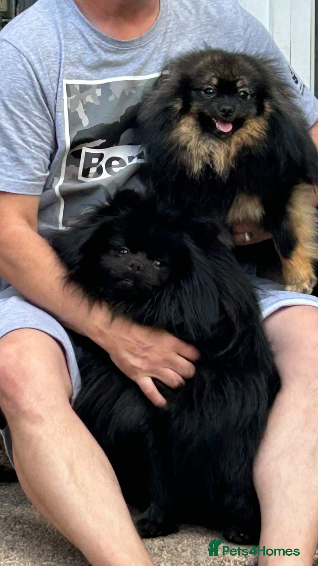 Pomeranian dogs for sale: Purebred fluffy Pomeranian puppies mum Russian! - Advert 8