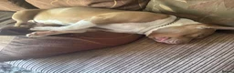 Mixed Breed dogs for sale: Pocket Bully (not a XL Bully)  - Advert 21