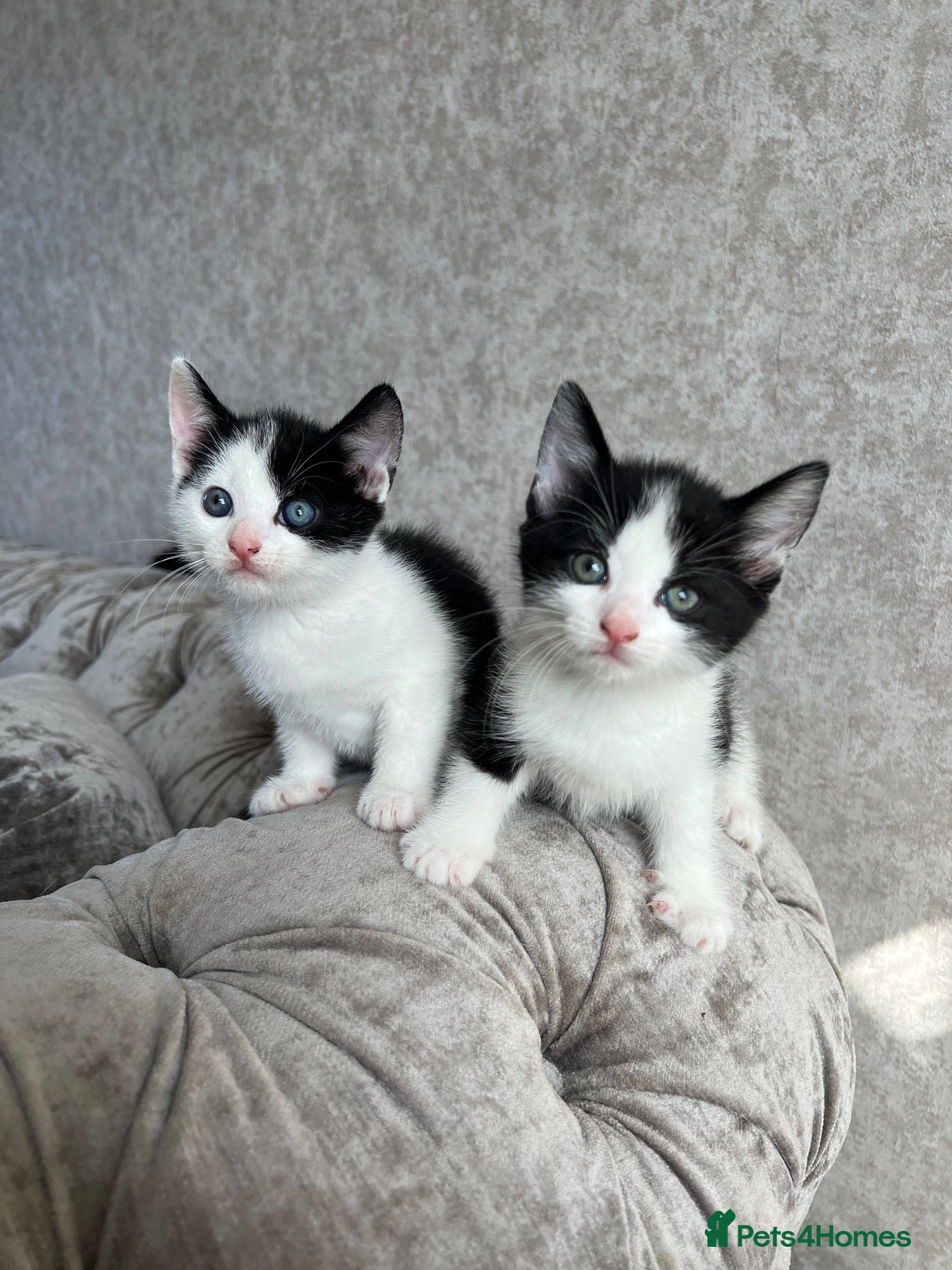 Mixed Breed cats 3 Gorgeous Kittens/Reserve Now  - Advert 2