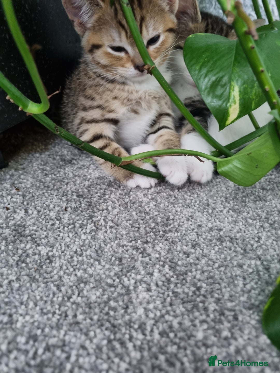 American Shorthair cats for sale: Gorgeous girl!!!🥰 - Image 16