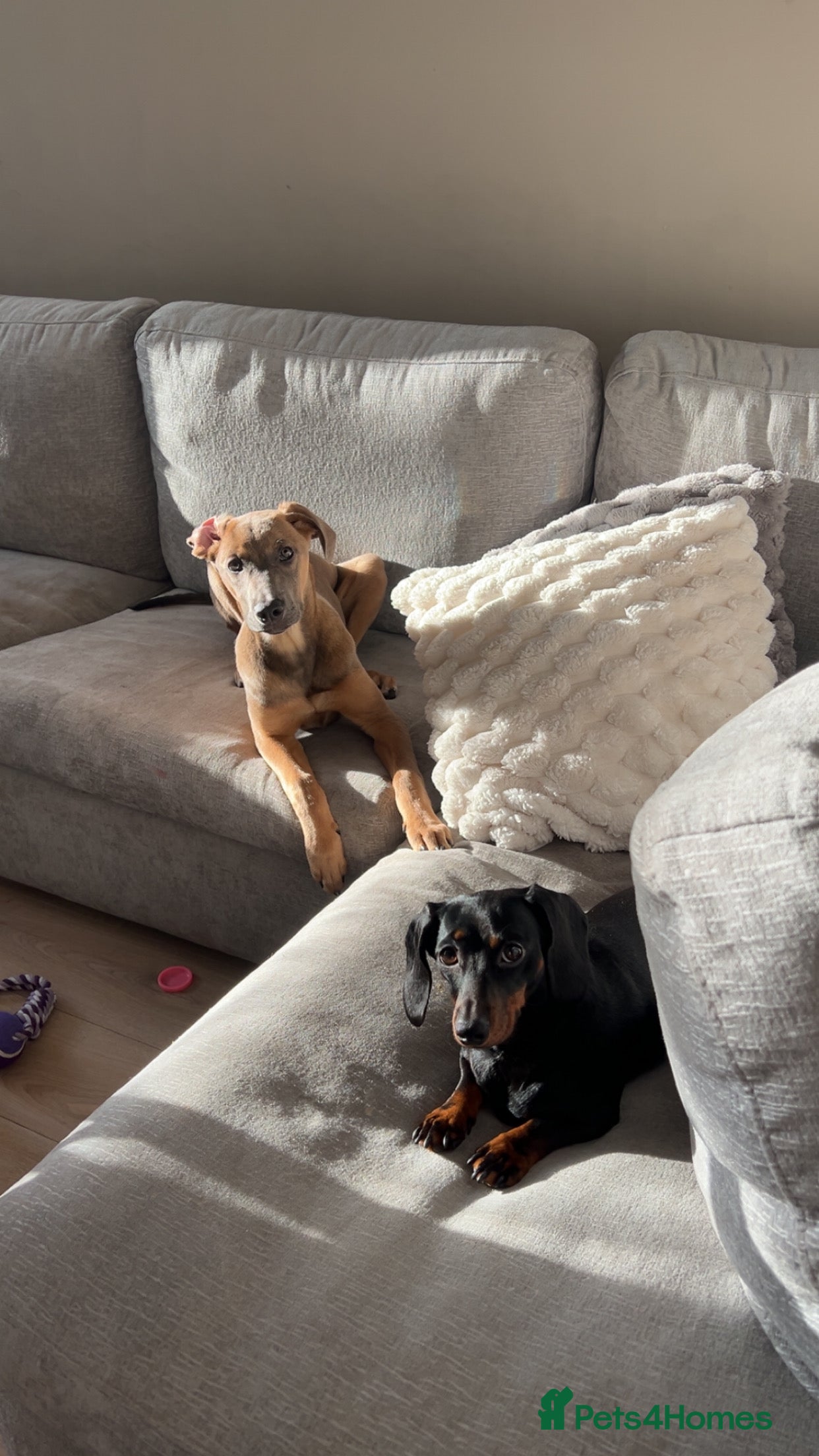 Mixed Breed dogs  Free ! 6 month puppy cane corso/ grey hound  in Chelmsford - Advert 1