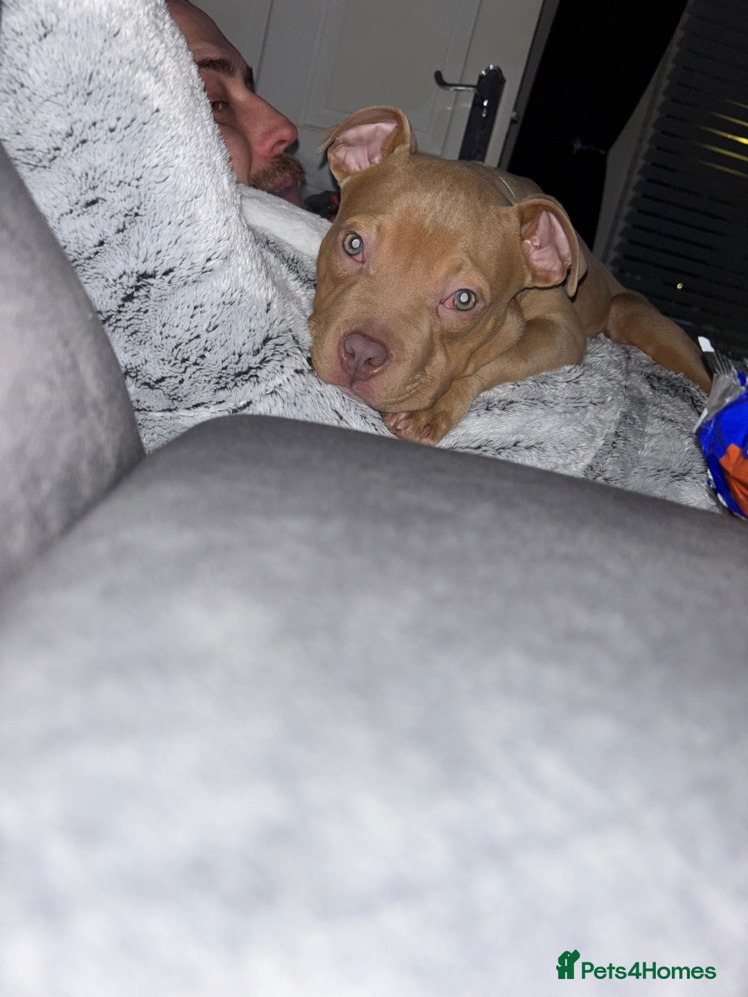 Mixed Breed dogs for sale: 9month old pocket bully  - Image 6