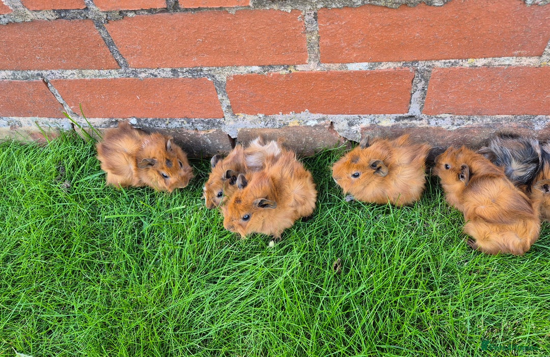Guinea Pig rodents for sale: Guinea Pigs - Bonded Pair and Babiess - Image 3