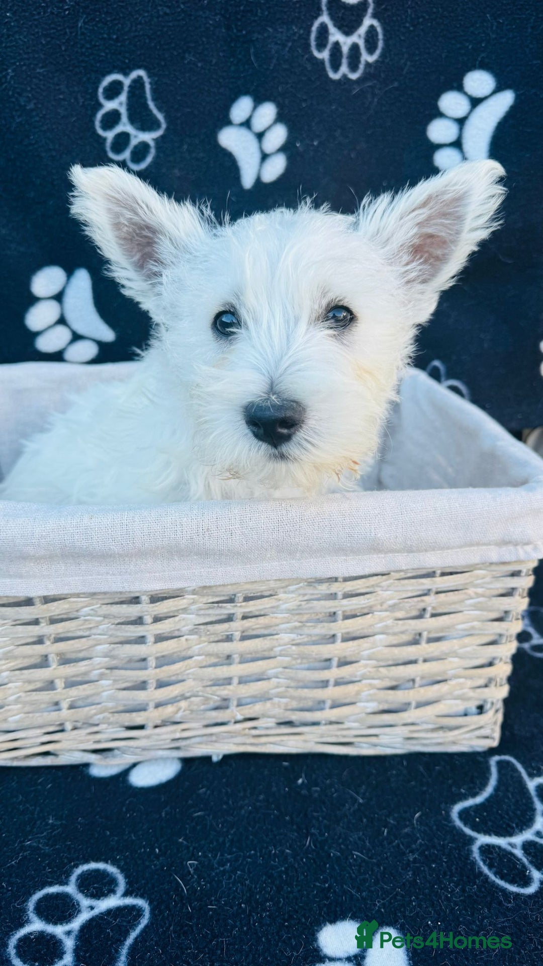 West Highland Terrier dogs for sale: West White Terrier  - Image 8