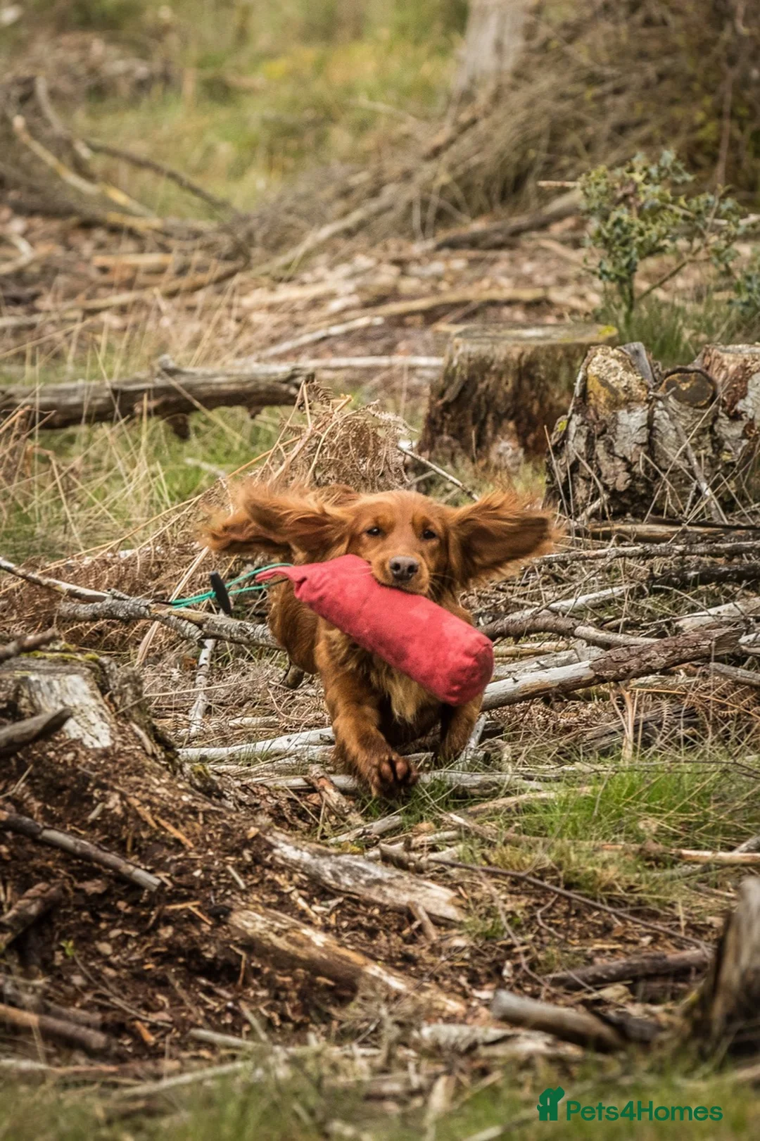 Cocker Spaniel dogs for sale: Kc Health Tested Working Cocker Pups - Advert 1