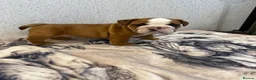 English Bulldog dogs for sale: Standard English bulldog  - Advert 1