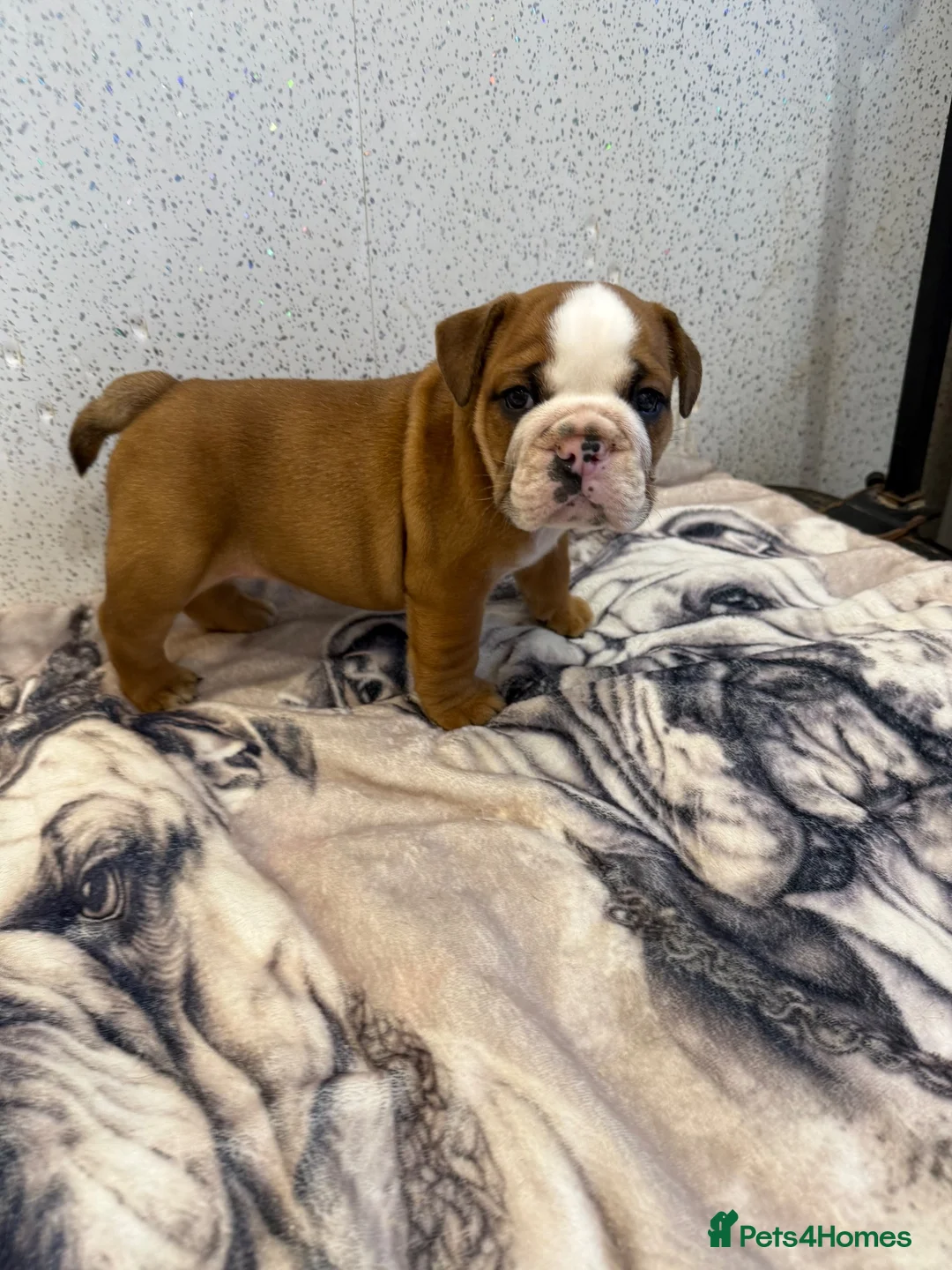 English Bulldog dogs for sale: Standard English bulldog  - Advert 1
