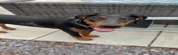 Mixed Breed dogs for sale: Doberman x Beauceron looking for her forever home  - Advert 2