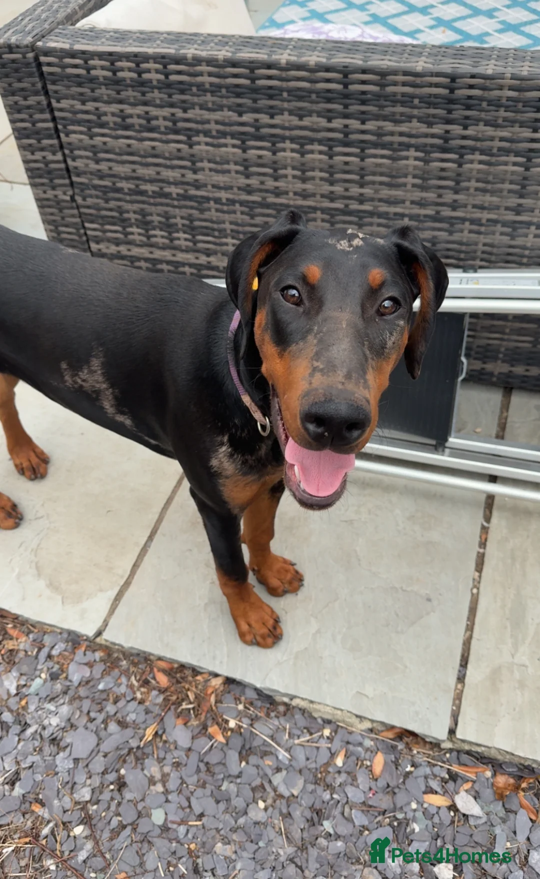 Mixed Breed dogs for sale: Doberman x Beauceron looking for her forever home  - Advert 2