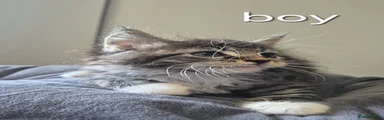 Maine Coon 2