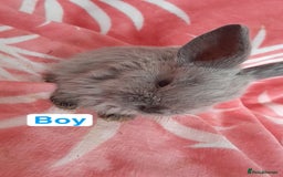 Mixed Breed rabbits for sale: Updated in 7 November bunnies - Advert 15