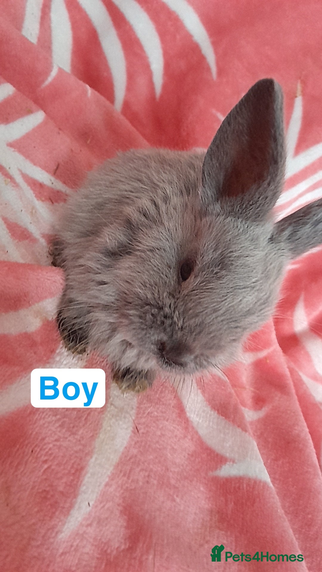 Mixed Breed rabbits for sale: Updated in 7 November bunnies - Advert 15