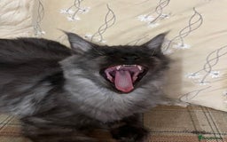 Maine Coon cats for sale: ⭐️Beautiful Maine Coon Kittens⭐️ - Image 5