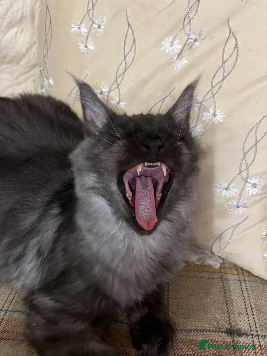 Maine Coon cats for sale: ⭐️Beautiful Maine Coon Kittens⭐️ - Image 5