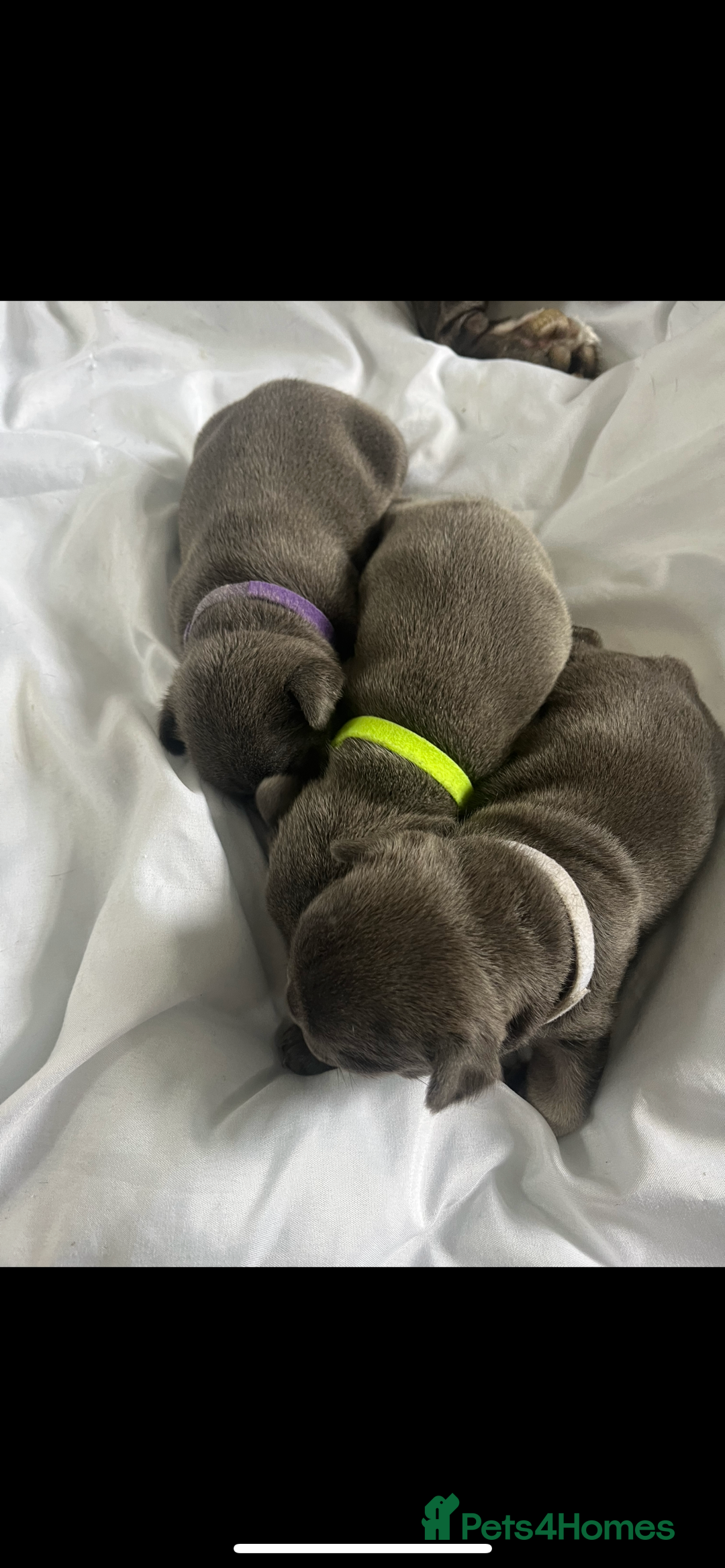 French Bulldog dogs for sale: Beautiful French bulldogs 🐶   - Image 4