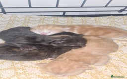 Mixed Breed cats for sale: Beautiful mixed breed kittens  - Advert 8