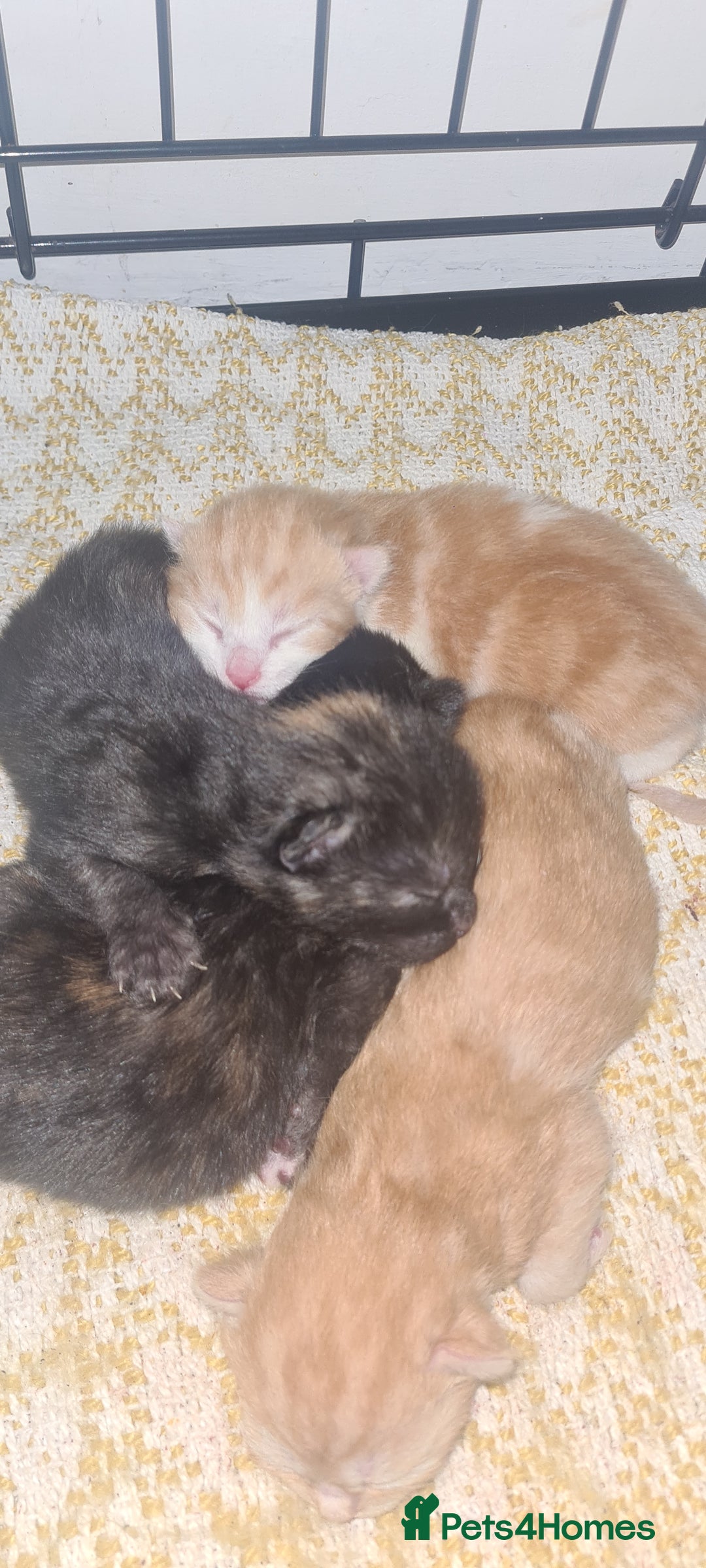 Mixed Breed cats for sale: Beautiful mixed breed kittens  - Advert 8