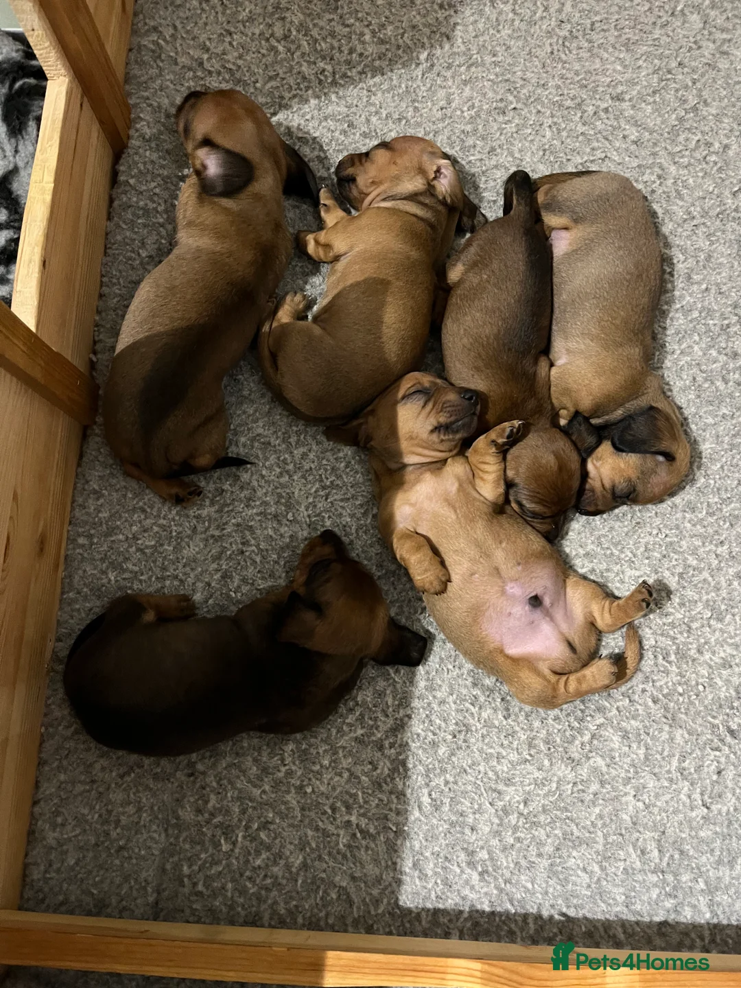 Dachshund dogs for sale: Red dachshund puppies  - Advert 15