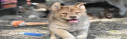 Chow Chow dogs for sale: Genuine chowski puppies  - Advert 13