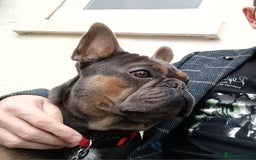 French Bulldog dogs for sale: Bruno  - Advert 2