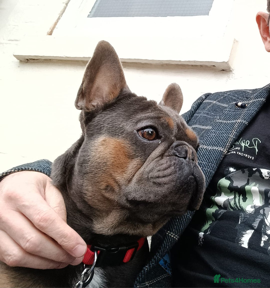 French Bulldog dogs for sale: Bruno  - Advert 2
