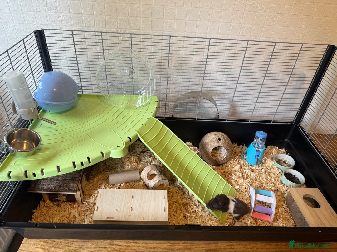 Hamster rodents for sale: Friendly male Syrian & brand new Savic plaza cage - Advert 5
