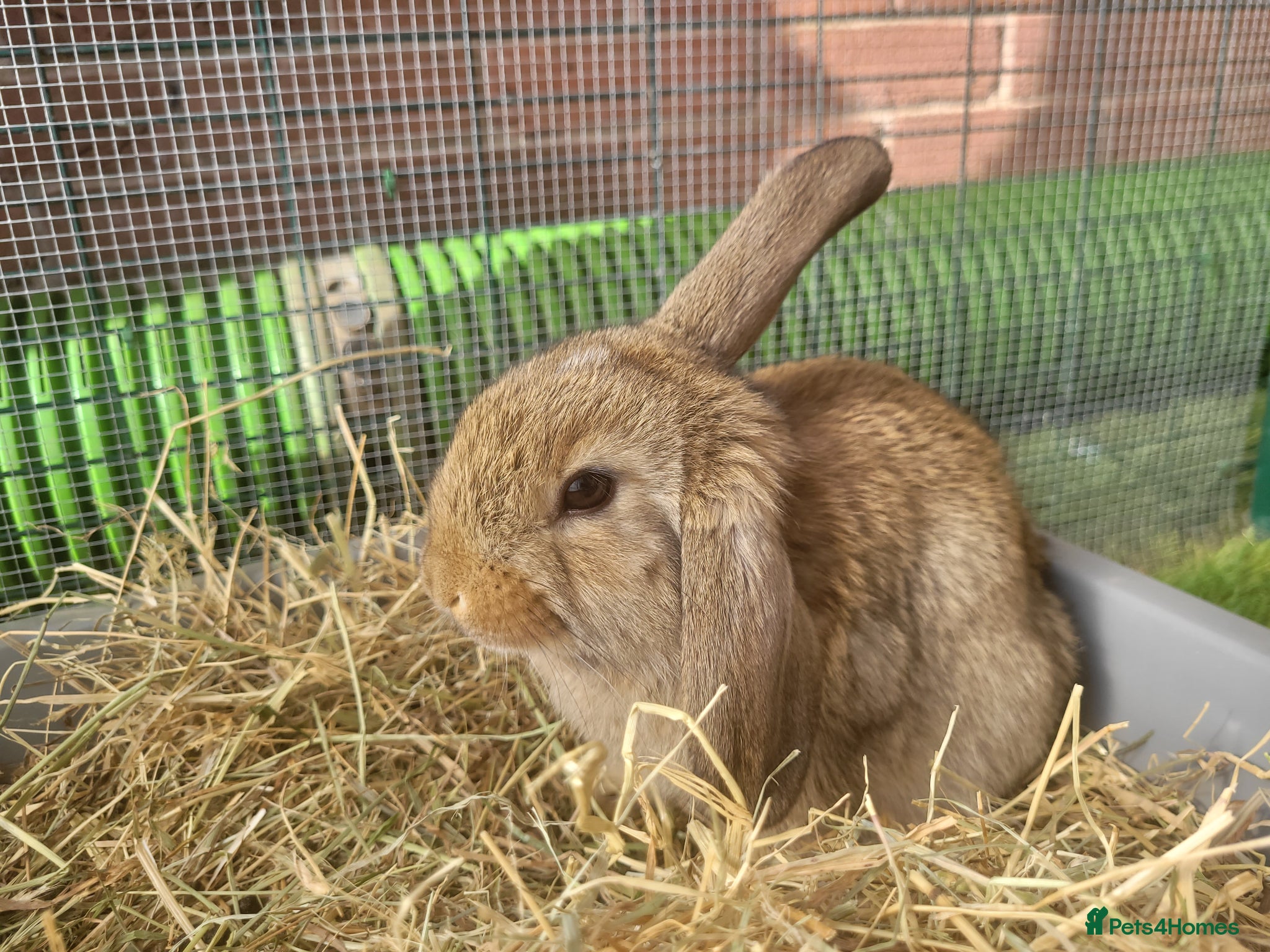 Mini Lop rabbits for sale: Adorable Mini Lop Mix Rabbits - READY JUNE 11TH - Advert 8