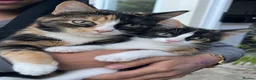 Mixed Breed cats for sale: Beautiful markings - Advert 3